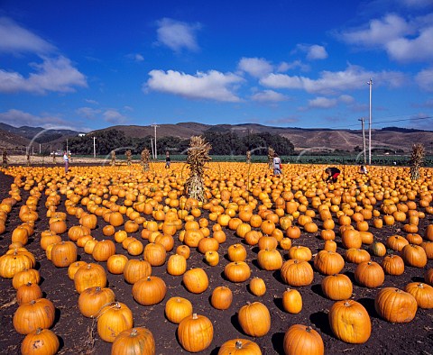 Pumpkins for sale at Half Moon Bay   south of San Francisco California