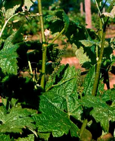 Merlot vine in bud at Gristina Vineyards Cutchogue   Long Island North Fork New York