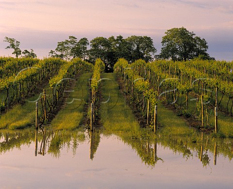 Vineyard flooded after Spring storms   Long Island North Fork New York USA