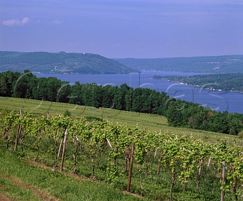 Vineyards above western shore of Lake Keuka near   Hammondsport New York Finger Lakes