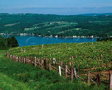 Vineyards above western shore of Lake Keuka near  Hammondsport New York  Finger Lakes
