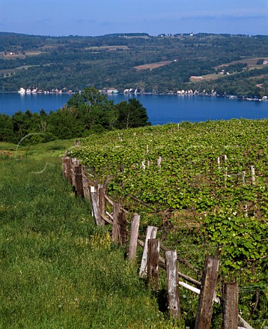 Vineyards above western shore of Lake Keuka near   Hammondsport New York Finger Lakes