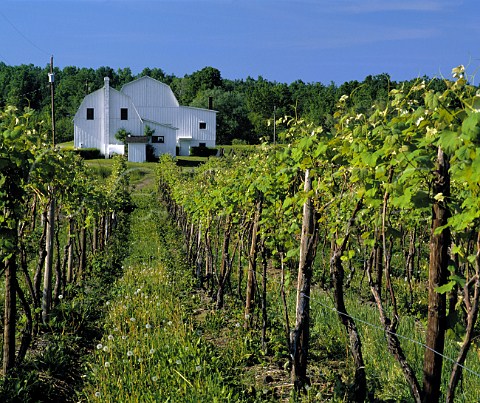 Vineyard and building of The Pleasant Valley Wine Company on the western side of Lake Keuka New York USA   Finger Lakes