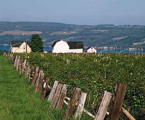 Vineyards and buildings of The Pleasant Valley Wine Company on the western side of Lake Keuka New York USA  Finger Lakes