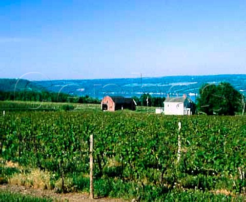 Vineyards on the western side of Lake Keuka New   York Finger Lakes