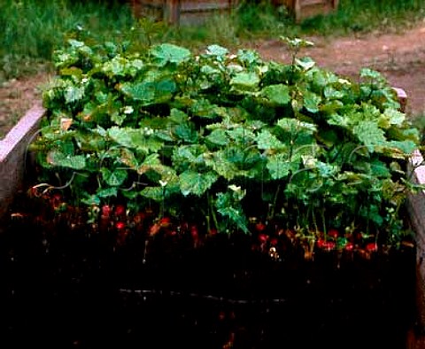 Pinot Noir grafted onto American root stock and   planted in peat for the graft to callus Vinifera   Wine Cellars Hammondsport New York Finger Lakes