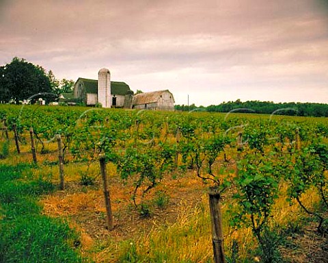 Hunt Country Vineyards at the northwest tip of   Keuka Lake Branchport New York USA Finger Lakes
