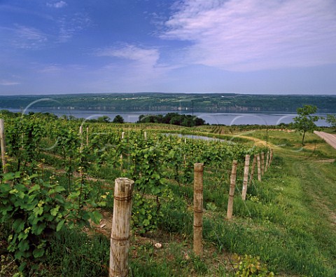 Vineyards north of Hammondsport on the west side of Lake Keuka New York USA   Finger Lakes