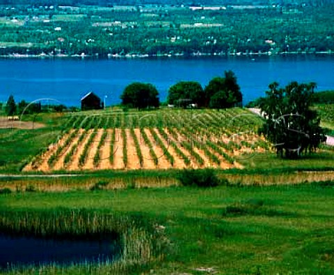 Vineyard on the east side of Seneca Lake south of   Lodi New York Finger Lakes