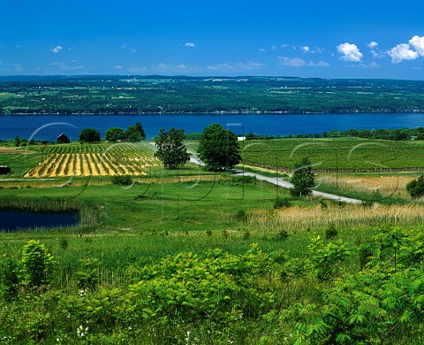 Riesling vineyard of Wagner Vineyards on the east   side of Seneca Lake south of Lodi New York   Finger Lakes