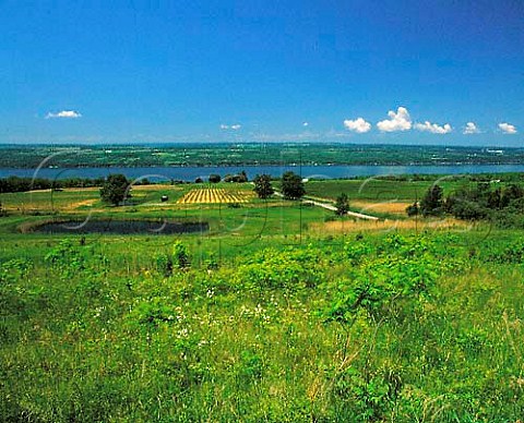 Riesling vineyard of Wagner Vineyards on the east   side of Seneca Lake south of Lodi New York USA   Finger Lakes