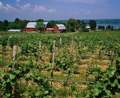 Cayuga Ridge Estate vineyard on the west side of Cayuga Lake  Ovid New York USA Finger Lakes