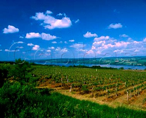 Vineyards of Glenora Wine Cellars on the west side   of Seneca Lake Glenora on Seneca New York Finger   Lakes