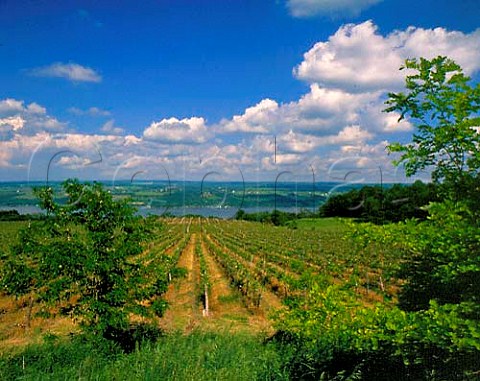 Vineyards of Glenora Wine Cellars on the west side   of Seneca Lake GlenoraonSeneca New York USA   Finger Lakes