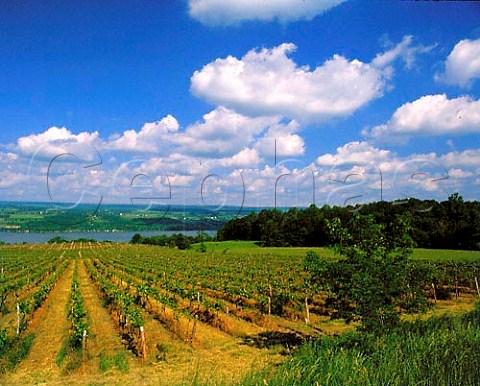 Vineyards of Glenora Wine Cellars on the west side   of Seneca Lake GlenoraonSeneca New York USA   Finger Lakes