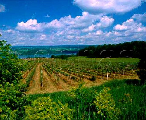 Vineyards of Glenora Wine Cellars on the west side   of Seneca Lake Glenora on Seneca New York   Finger Lakes