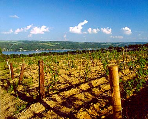 Chardonnay vineyard of Dr Konstantin Frank on the   west side of Keuka Lake New York USA  Finger Lakes