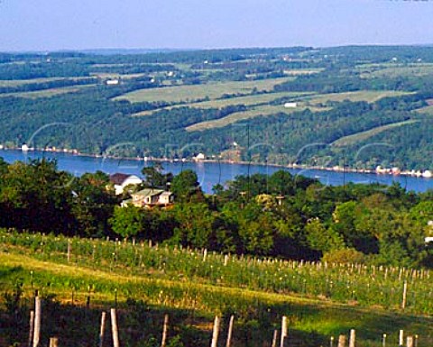 Bully Hill Vineyards on the west side of Keuka Lake   Hammondsport New York Finger Lakes