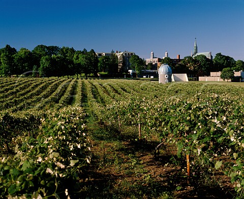 Concord vineyard with StMarys College in   background     North East Pennsylvania USA