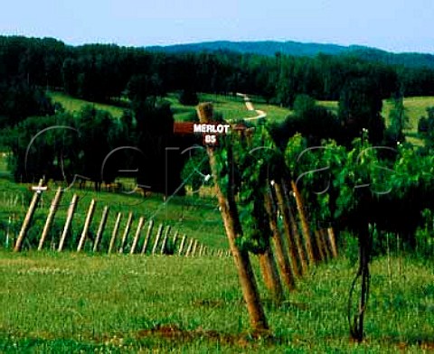 Merlot and Cabernet Sauvignon vines of Oakencroft Vineyard Charlottesville Albemarle Co Virginia