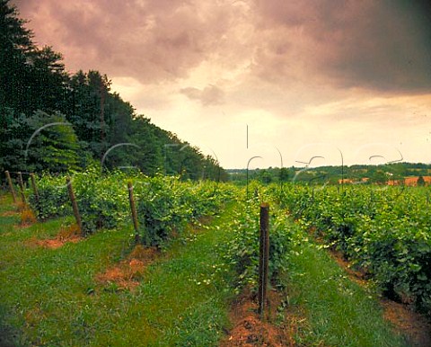 Rapidan River Vineyards near Locust Grove Orange   Co Virginia USA