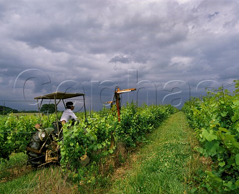 Spring pruning of Chardonnay vines at Rapidan River Vineyards of Prince Michel  Locust Grove Orange Co Virginia USA