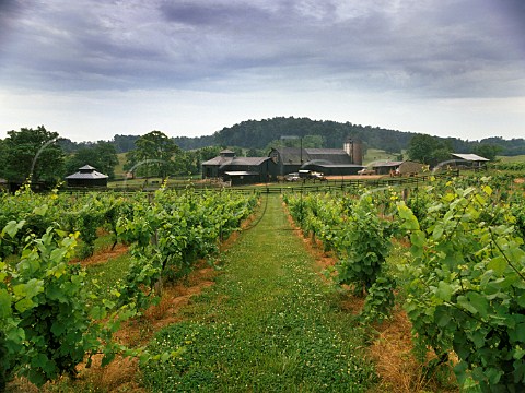 Piedmont Vineyards and Winery Middleburg Fauquier   Co Virginia USA