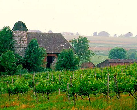 Allegro Vineyards Brogue York Co Pennsylvania   USA