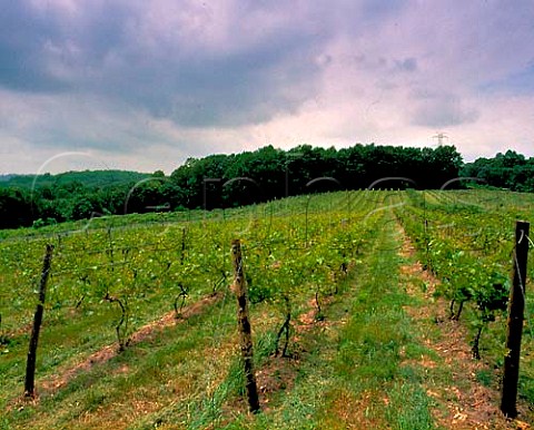 Vineyard of Tewksbury Wine Cellars Lebanon   Hunterdon Co New Jersey USA