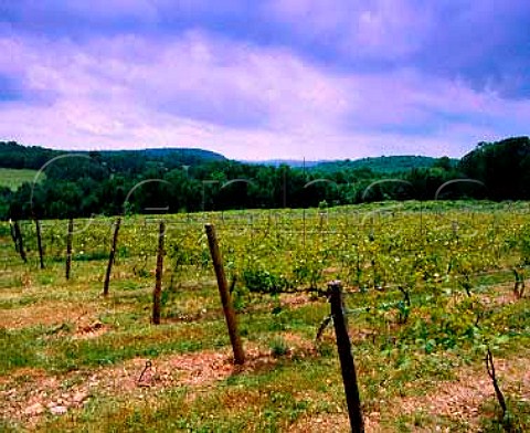 Vineyards of Tewksbury Wine Cellars Lebanon   Hunterdon Co New Jersey USA