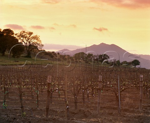 Dusk falls over vineyards of Domaine Chandon at   Yountville Napa Valley California