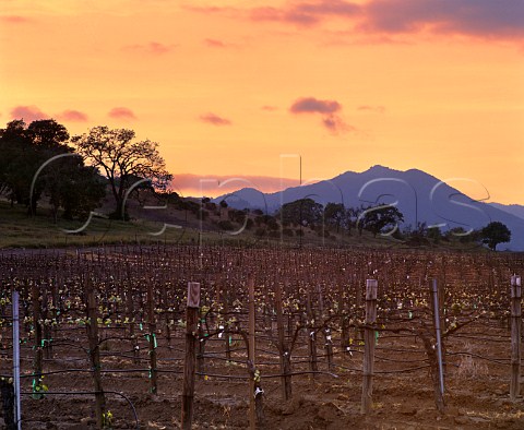 Dusk falls over springtime vineyard of Domaine Chandon with Mount Saint Helena in distance Yountville Napa Valley California