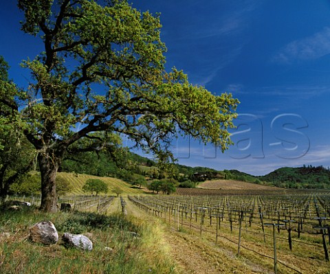 Springtime in vineyard below the winery of Joseph  Phelps St Helena Napa Valley California