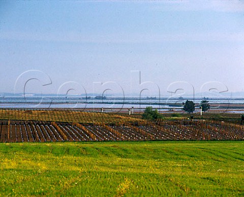 Vineyards with antifrost wind machines on the edge   of San Francisco Bay  Napa California    Carneros AVA