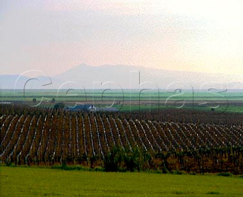 Vineyards on the edge of San Francisco Bay at   Carneros Napa California