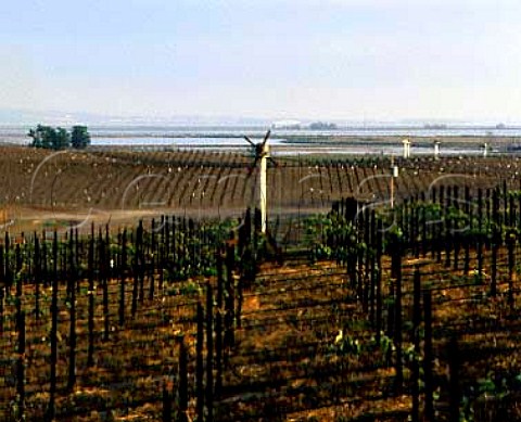 Antifrost wind machines in Beaulieu vineyards   overlooking San Francisco Bay Carneros region Napa   California