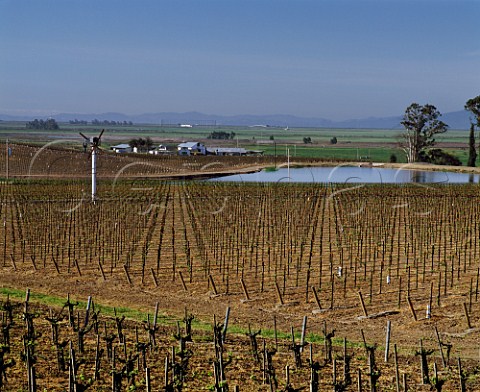 Vineyard of Beaulieu near San Francisco Bay Napa California  Carneros AVA