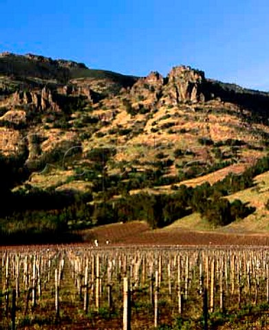 Vineyard of Stags Leap Wine Cellars with Stags Leap   Rock beyond Silverado Trail Napa California