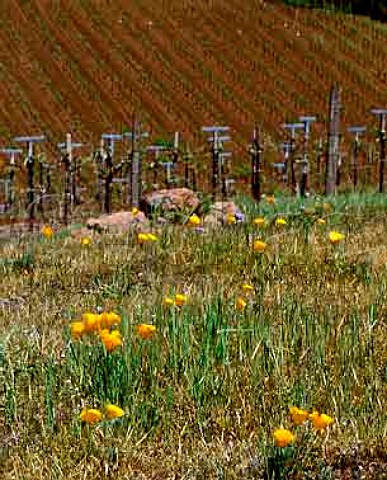Spring poppies in Kistler Estate Vineyards near Kenwood Sonoma Valley California