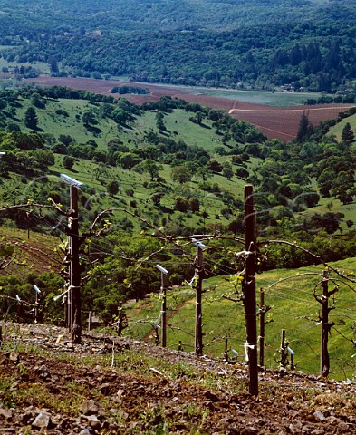 Springtime in Cabernet Sauvignon vineyard of    Kistler Estate overlooking the Sonoma Valley   near Kenwood Sonoma Co California
