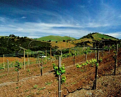 Springtime on Kistler Estate Vineyards winery at   bottom of slope Near Kenwood Sonoma Valley   California Chardonnay vines