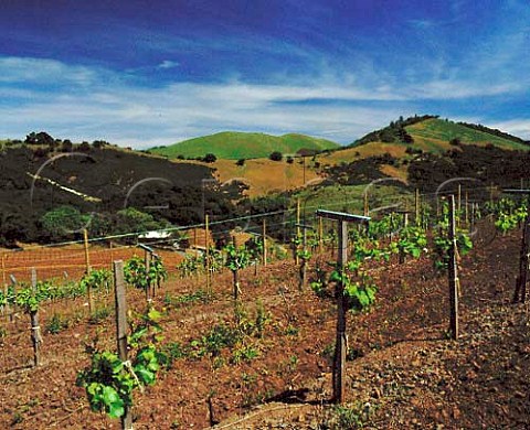 Springtime at Kistler Estate Vineyards near Kenwood   Sonoma Co California   Sonoma Valley