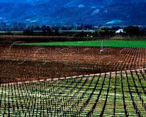 Domaine Mumm vineyards in spring Silverado Trail   Napa California