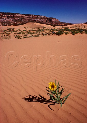 Sunflower Coral Pink Sand Dunes near  Kanab Utah USA