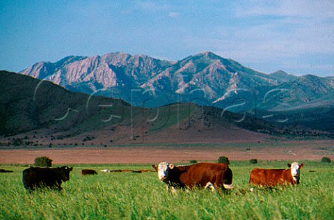 Beef cattle on Skull Valley Ranch  Tooele Co Utah USA