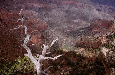 Dead pine tree at Cape Royal on the north rim of the Grand Canyon Arizona USA