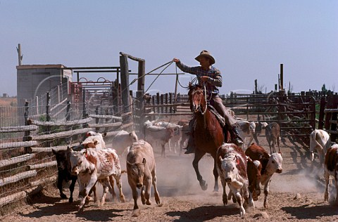 Cowboy roping Longhorn calves for branding  Skull Valley Ranch Tooele County Utah USA