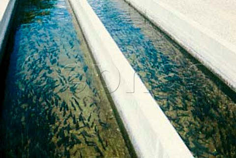 9 month old Rainbow Trout in hatchery