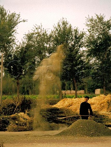 Winnowing corn by hand  Dunhuang   Gansu Province China