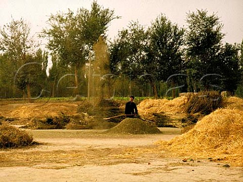 Winnowing corn Dunhuang   Gansu Province China